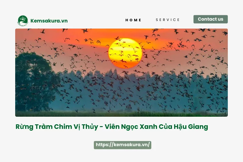 Rừng Tràm Chim Vị Thủy - Hậu Giang: Thiên đường chim muông và hệ sinh thái độc đáo