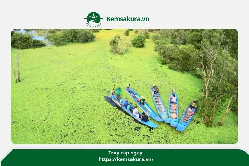 Khám phá hệ sinh thái độc đáo tại Rừng Tràm Vị Thủy Hậu Giang