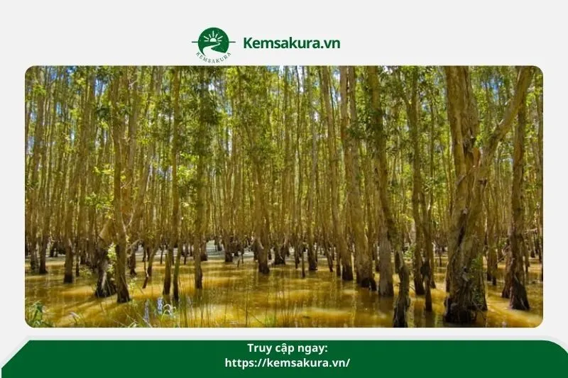 Rừng Tràm Vị Thủy Hậu Giang – Điểm đến sinh thái độc đáo